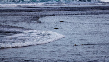 Surf photography and sharks